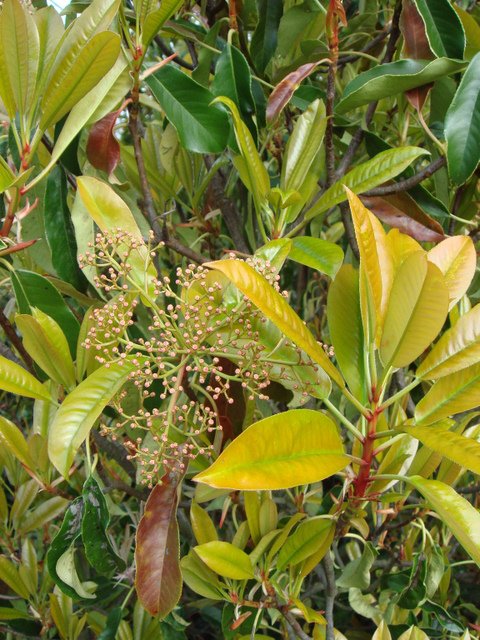 Photinia serratifolia jeune feuille P16